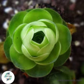 Greenovia aurea / 40 seeds (Aeonium aureum)